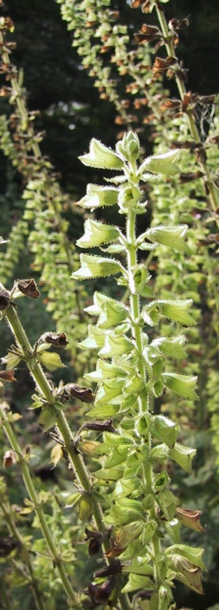 Salvia glutinosa